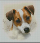 (image for) Jack Russell Terrier